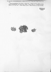 Niorma chrysophthalma image